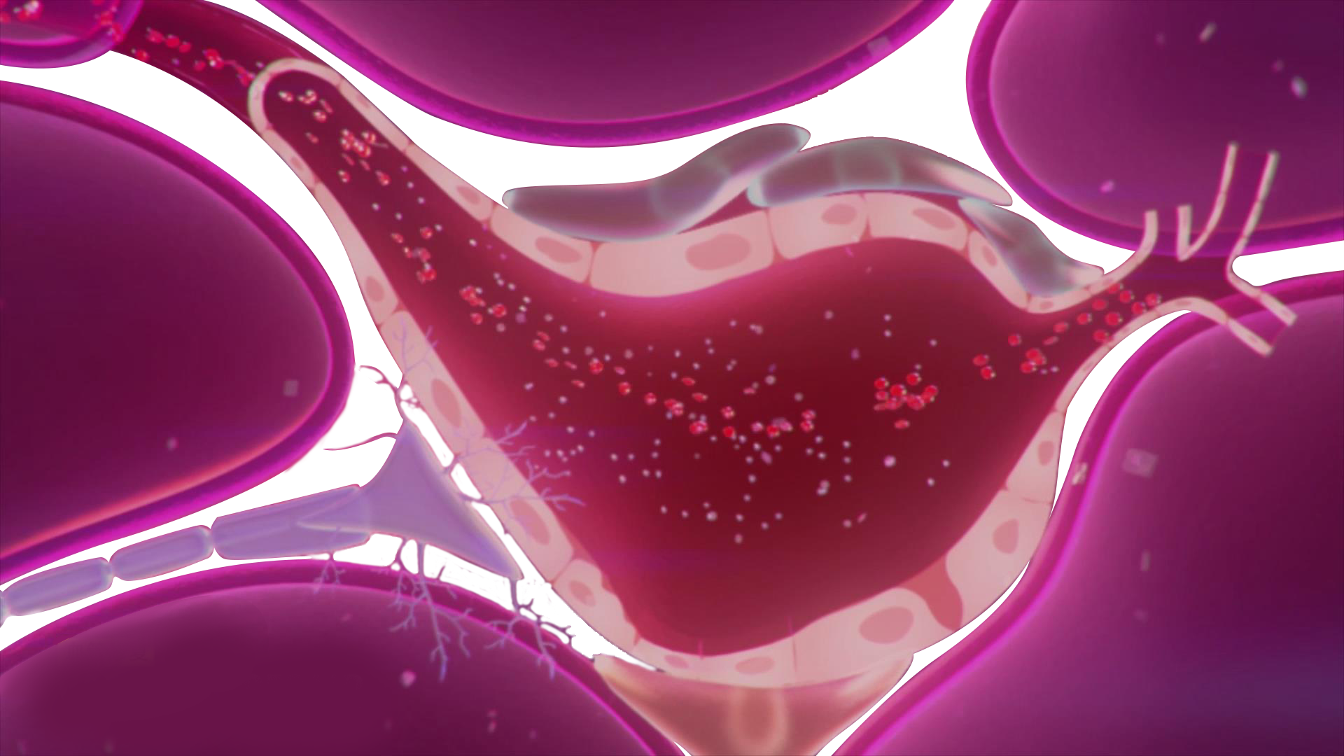 1763693011879821.png 血管修复全.png